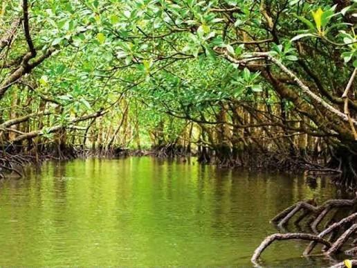 Canal entre los manglares de Tuxpan